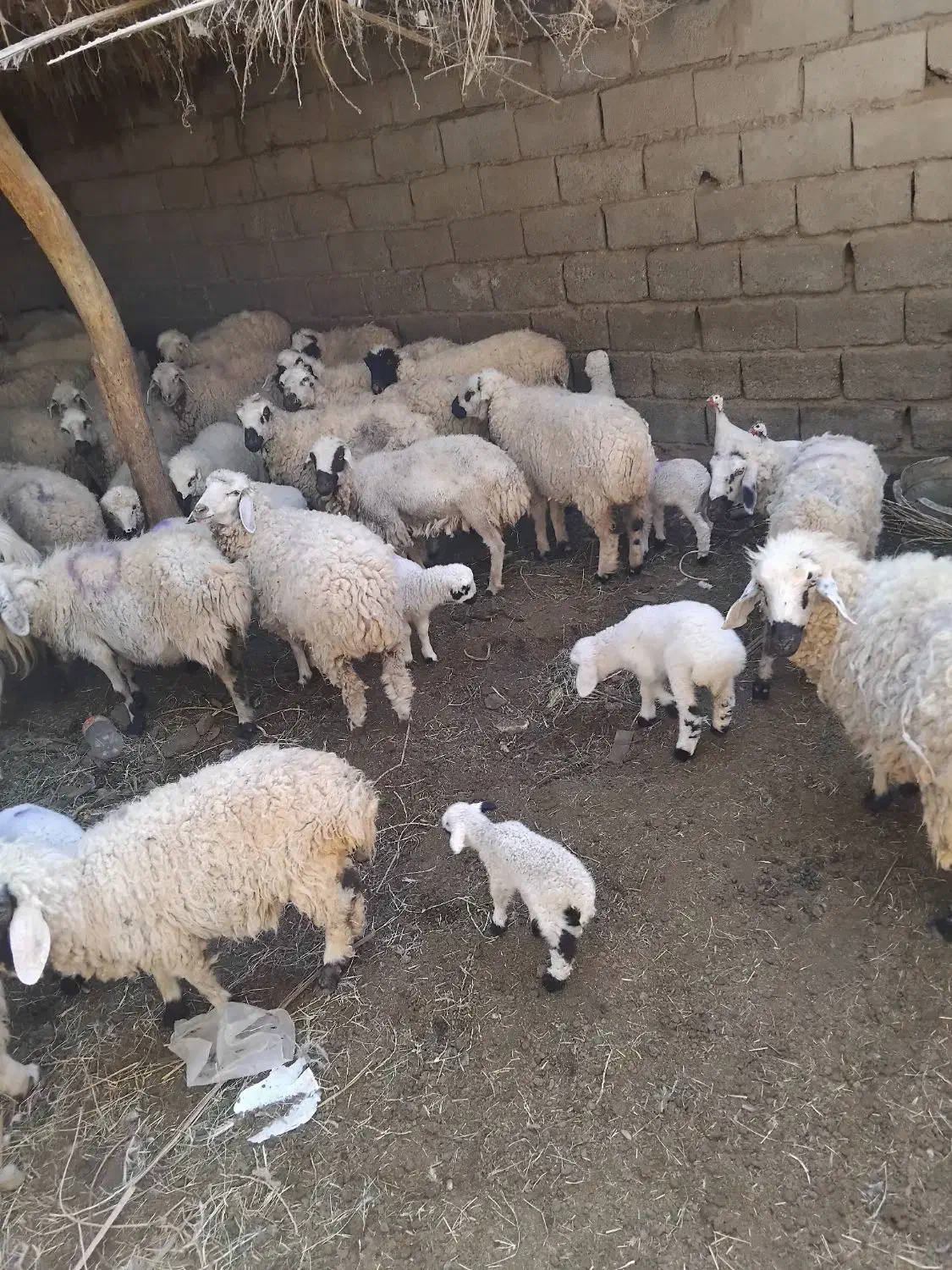 میش بره و میش آبستن|حیوانات مزرعه|نرماشیر, |دیوار