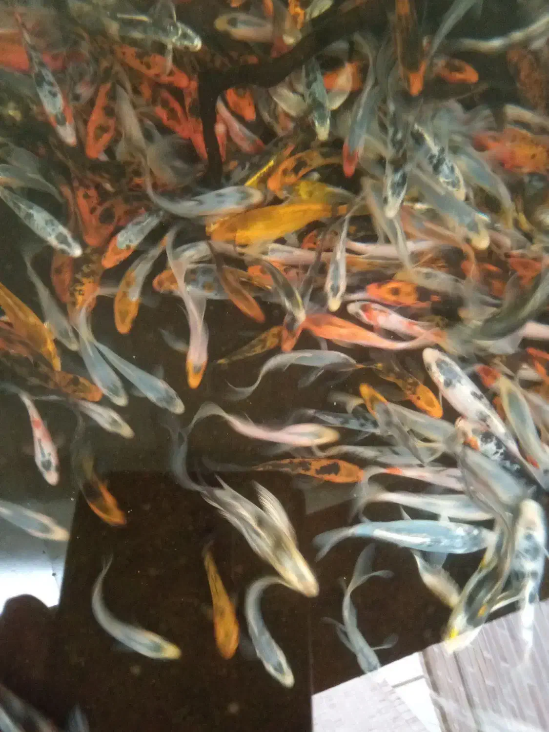 فروش ماهی کوی|ماهی|یزد, |دیوار