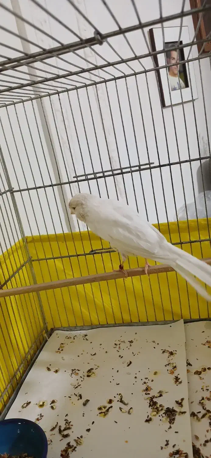 قناری رسمی بلند نر|پرنده|تهران, کن|دیوار