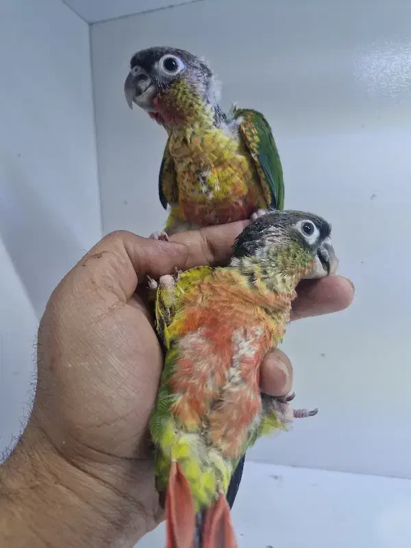 فروش جوجه گرینچیک یلوساید سوپر رد رام|پرنده|کرمان, |دیوار