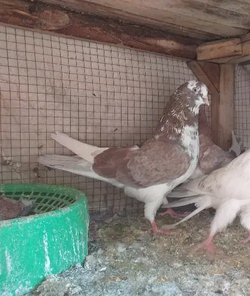 کفترتعداد۶طوق مفلق و بالغ پرشی|پرنده|فولادشهر, A4|دیوار