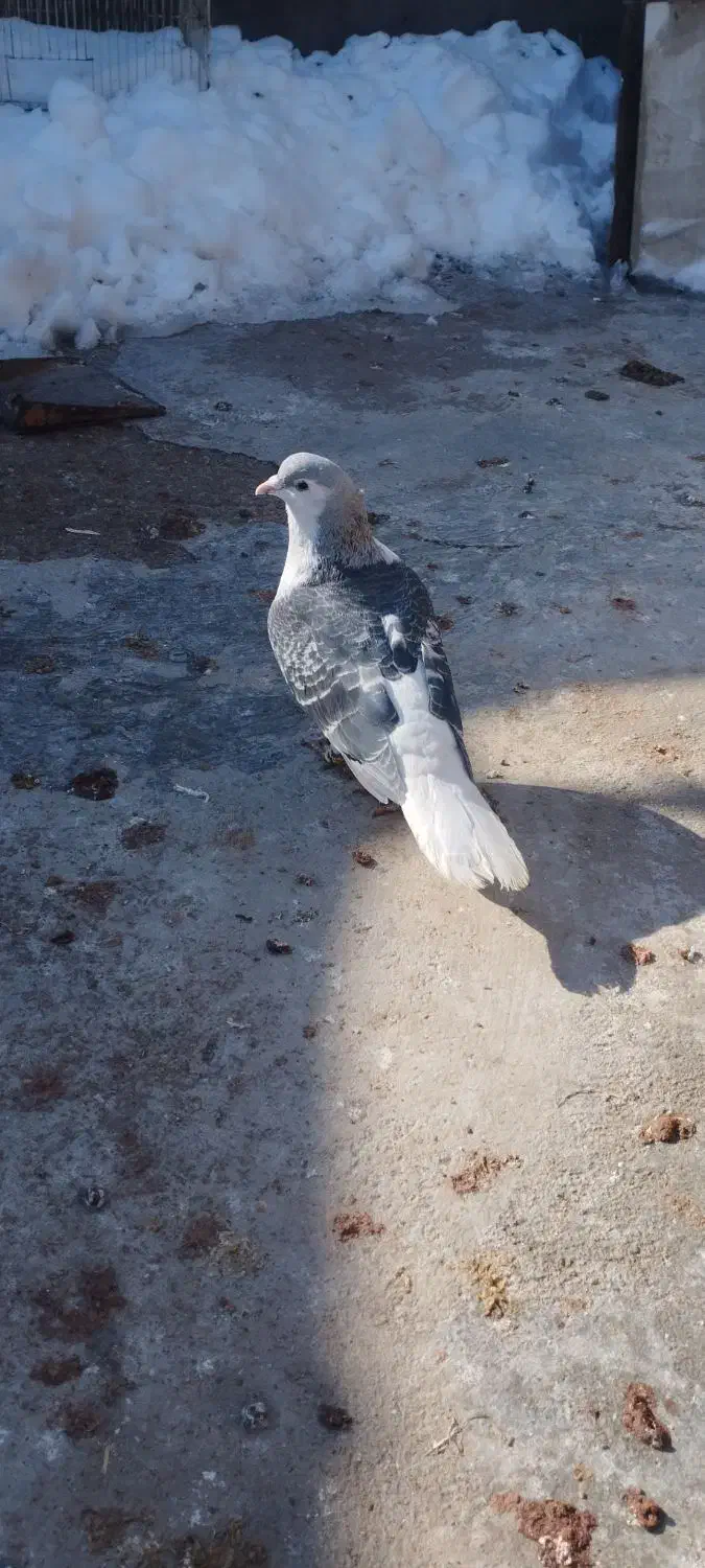 کبوتر|پرنده|مشهد, شهید قربانی|دیوار