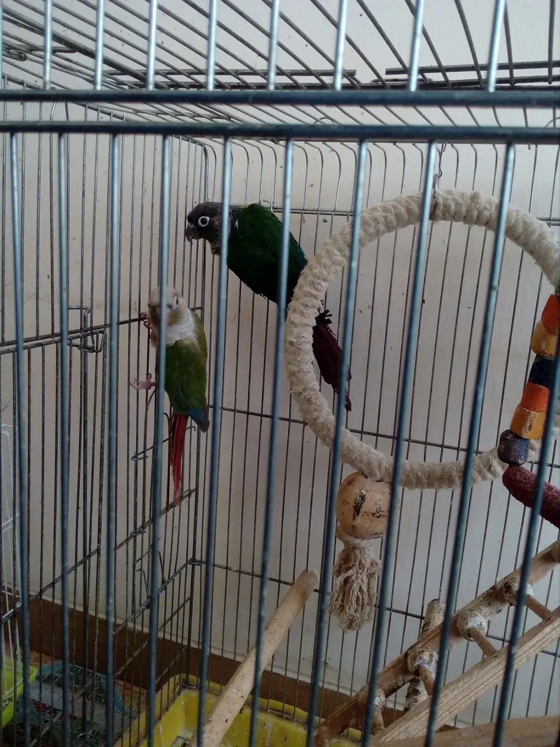 جفت گرینچیک با یک جوجه|پرنده|شیراز, تندگویان|دیوار