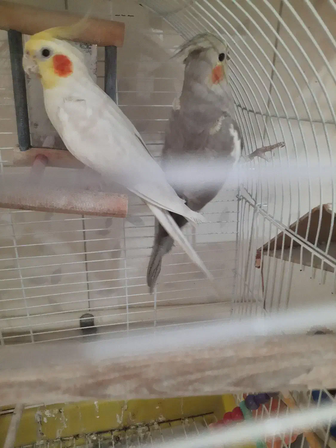 عروس هلندی|پرنده|صومعه‌سرا, |دیوار