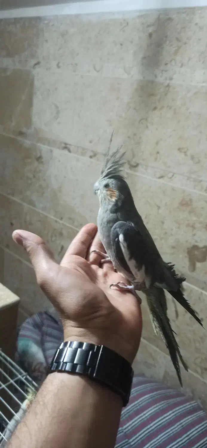 جفت عروس هلندی دستی سخنگو|پرنده|لنجان, |دیوار