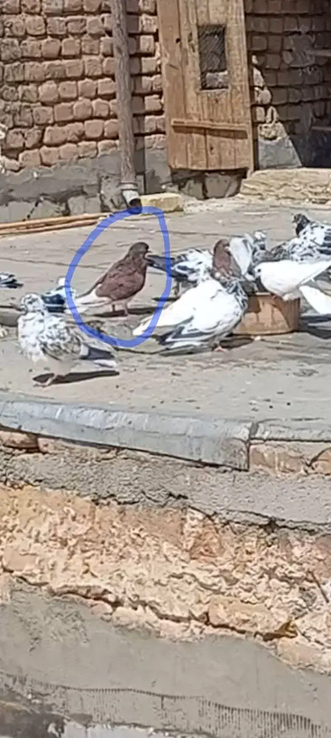 شب بالا مونده|پرنده|آران و بیدگل, |دیوار