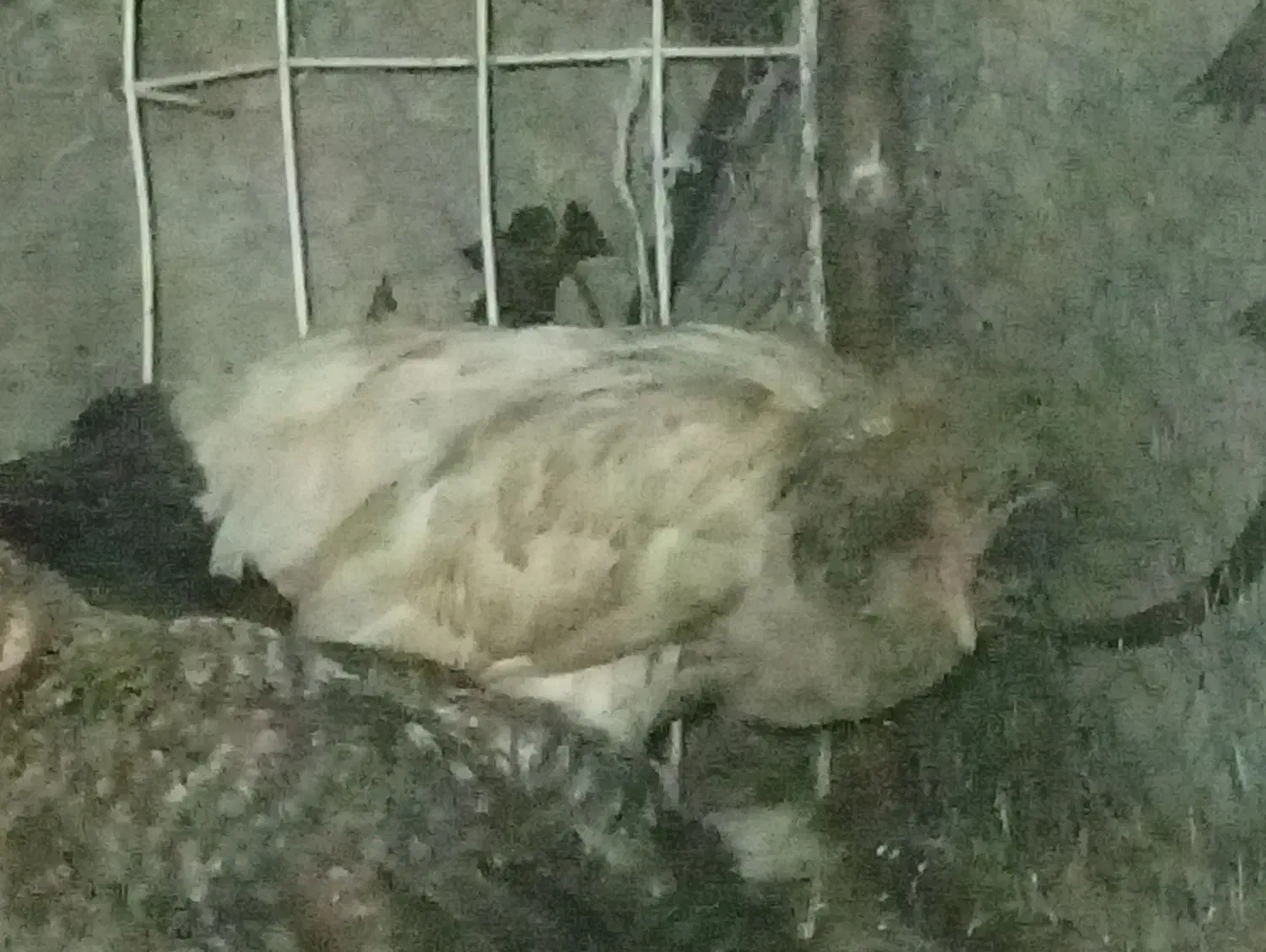 جوجه سلطان|حیوانات مزرعه|داراب, |دیوار