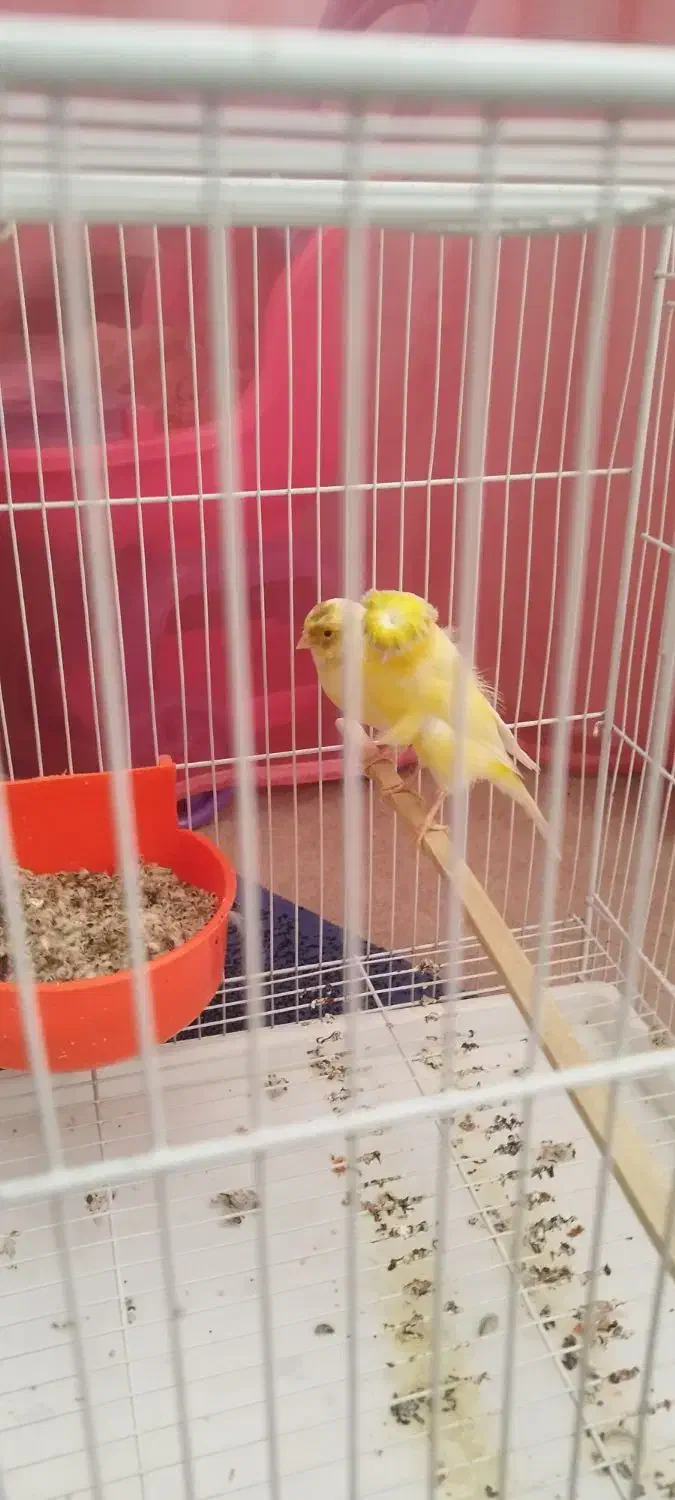 قناری جفت به شرط جوجه چهار تخم|پرنده|مشهد, امامیه (شهرک غرب)|دیوار