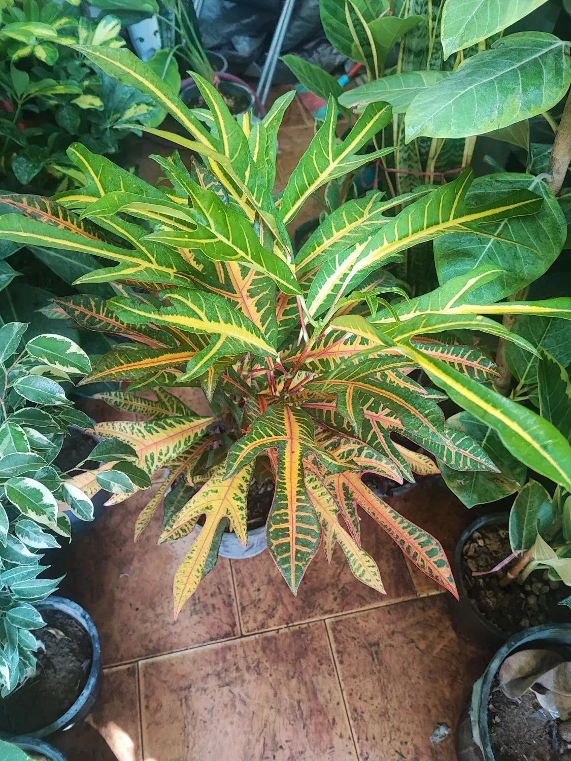 گل افروبیا اره فقط 300|گل و گیاه طبیعی|اصفهان, سرچشمه|دیوار