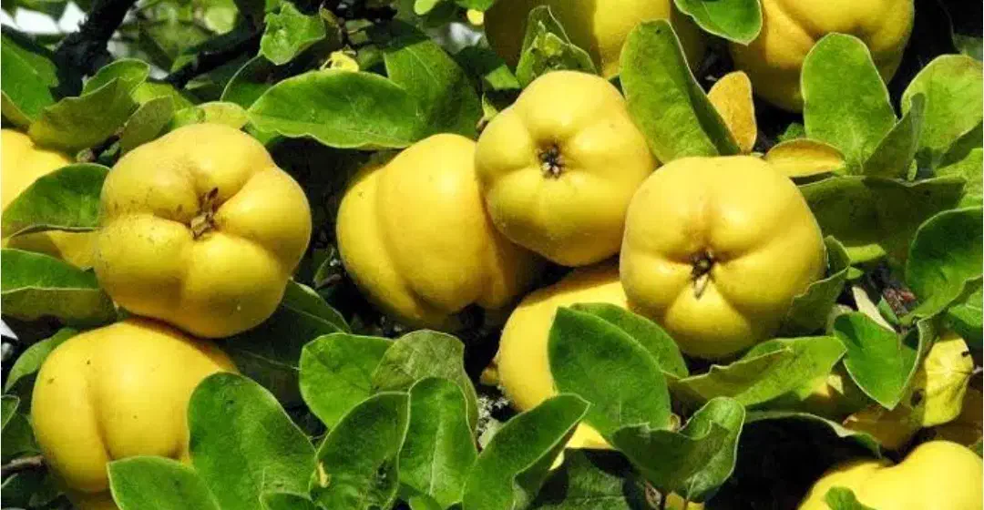 نهالستان انگور پسته گردو و صنوبر پربار دیرگل|خدمات باغبانی و درختکاری|همدان, |دیوار