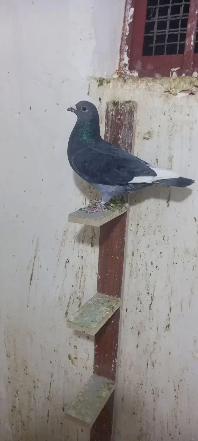 پلاکی|حیوانات|همدان, |دیوار