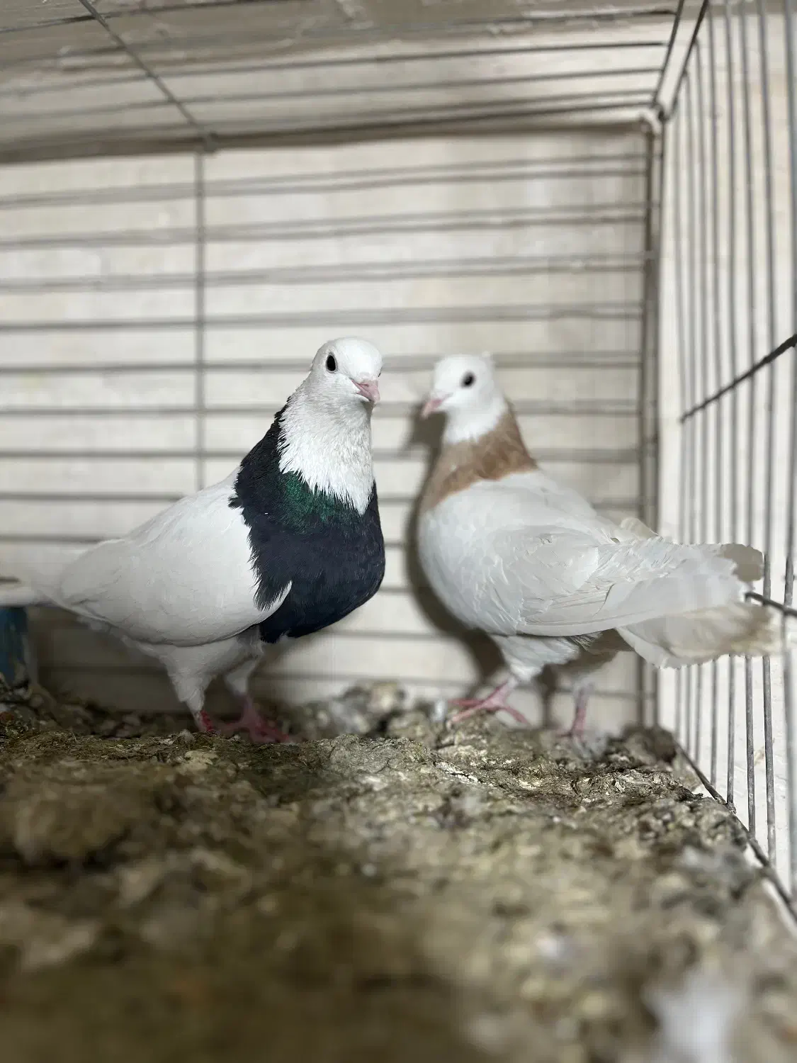 طوقی|پرنده|بافق, |دیوار