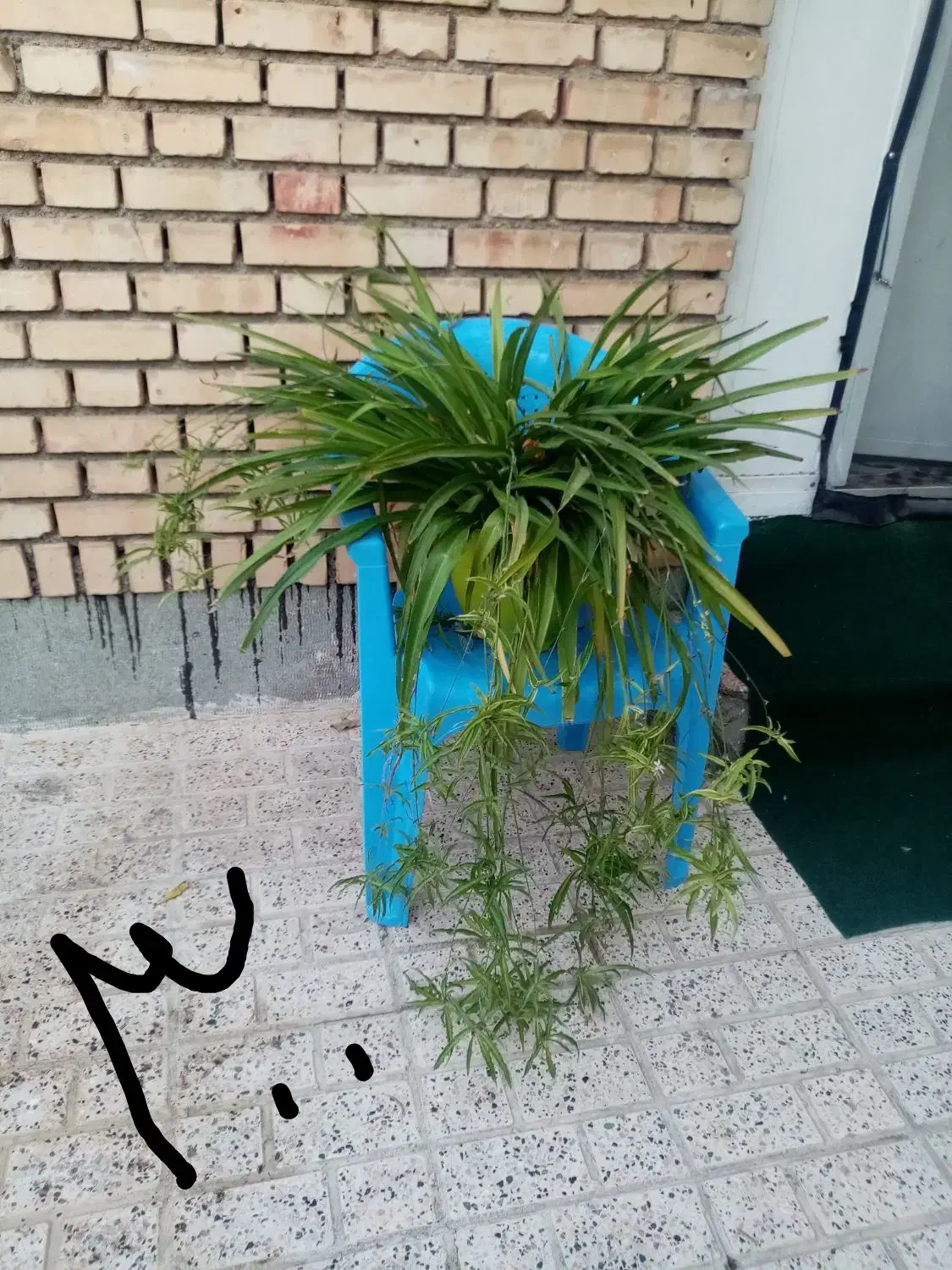 گل و گیاه آپارتمانی و ویلایی|گل و گیاه طبیعی|مشهد, سجاد شهر|دیوار