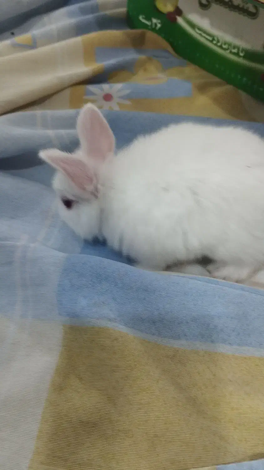 خرگوش مینیاتوری سفیدباهوش وبازیگوش|موش و خرگوش|کرمانشاه, |دیوار