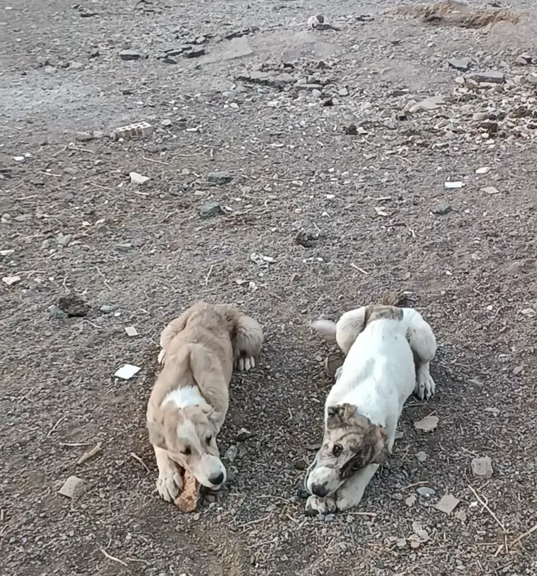 توله سگ|سگ|قائن, |دیوار