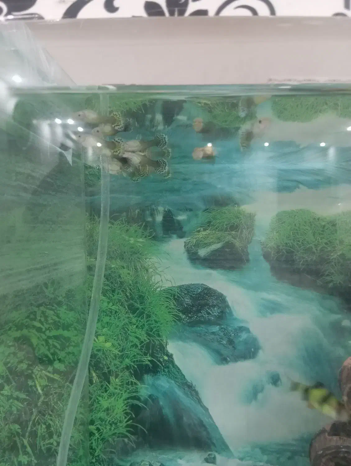 آکواریوم بزرگ سالم|ماهی|تایباد, |دیوار