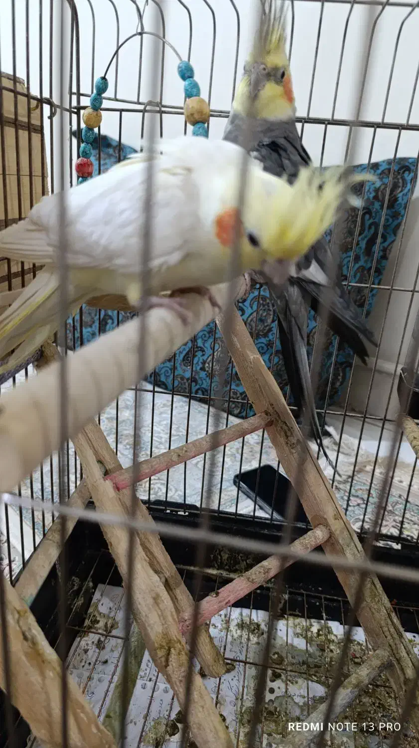 دوعدد عروس هلندی|پرنده|فردیس, شهرک ۱۱۰|دیوار