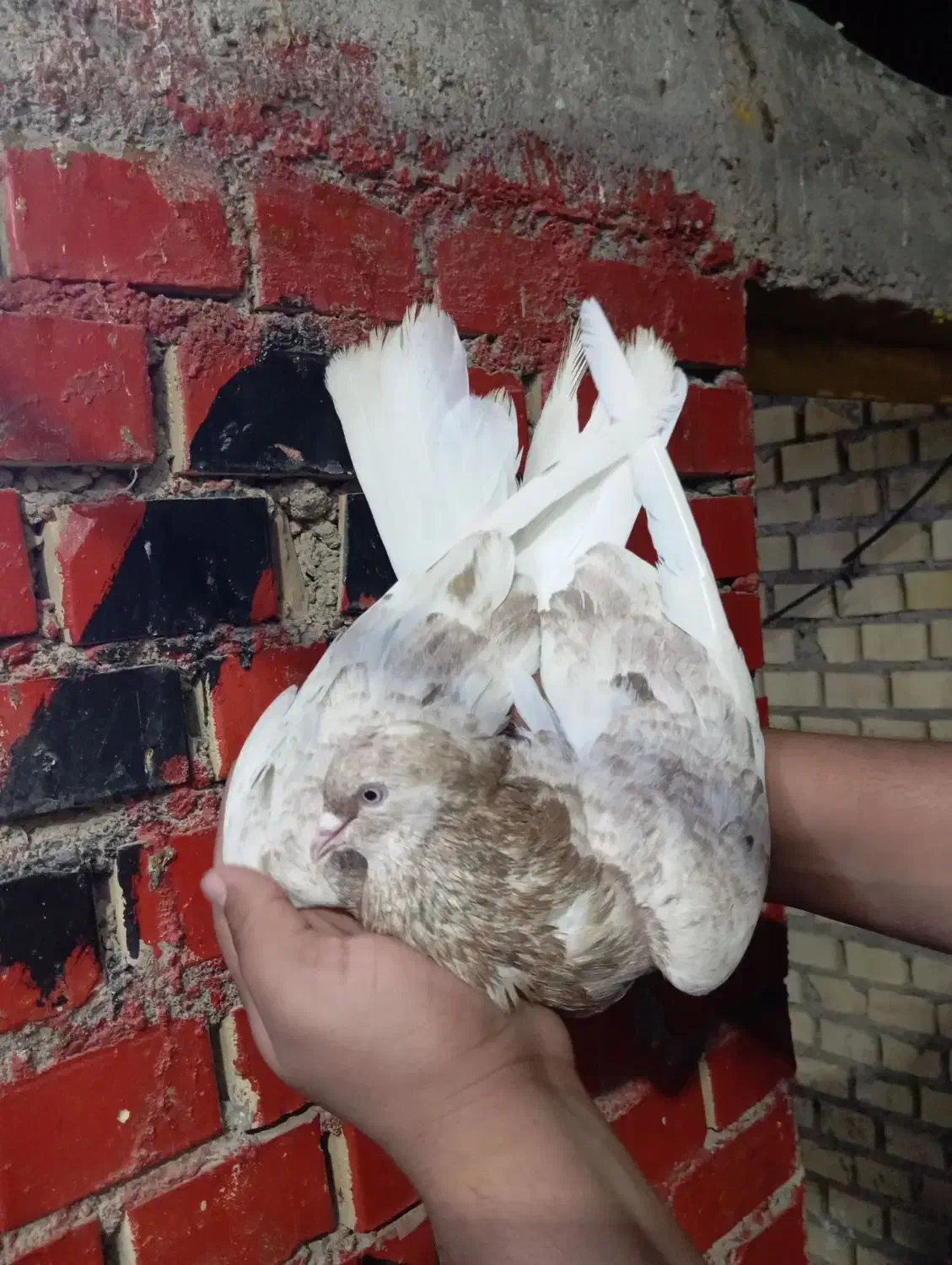 کبوتر نر کوهی کرم عتیقه|پرنده|باوی, |دیوار