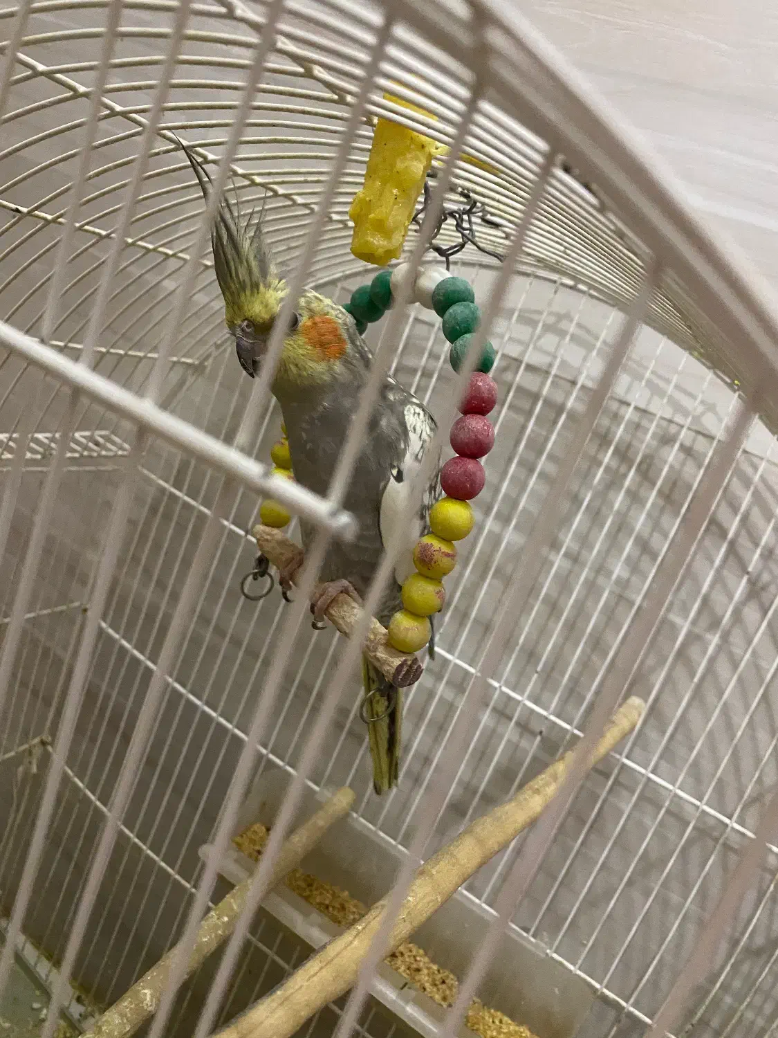 عروس هلندی|پرنده|سبزوار, غرب نیروگاه|دیوار