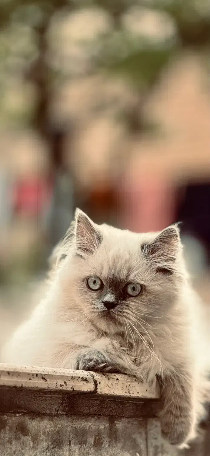 هیرا گربه نر پرشین خالص آیس بلو|گربه|تهران, پرستار|دیوار