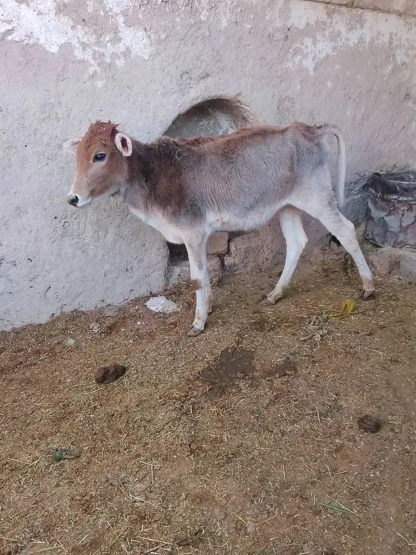 گوساله|حیوانات مزرعه|زابل, |دیوار