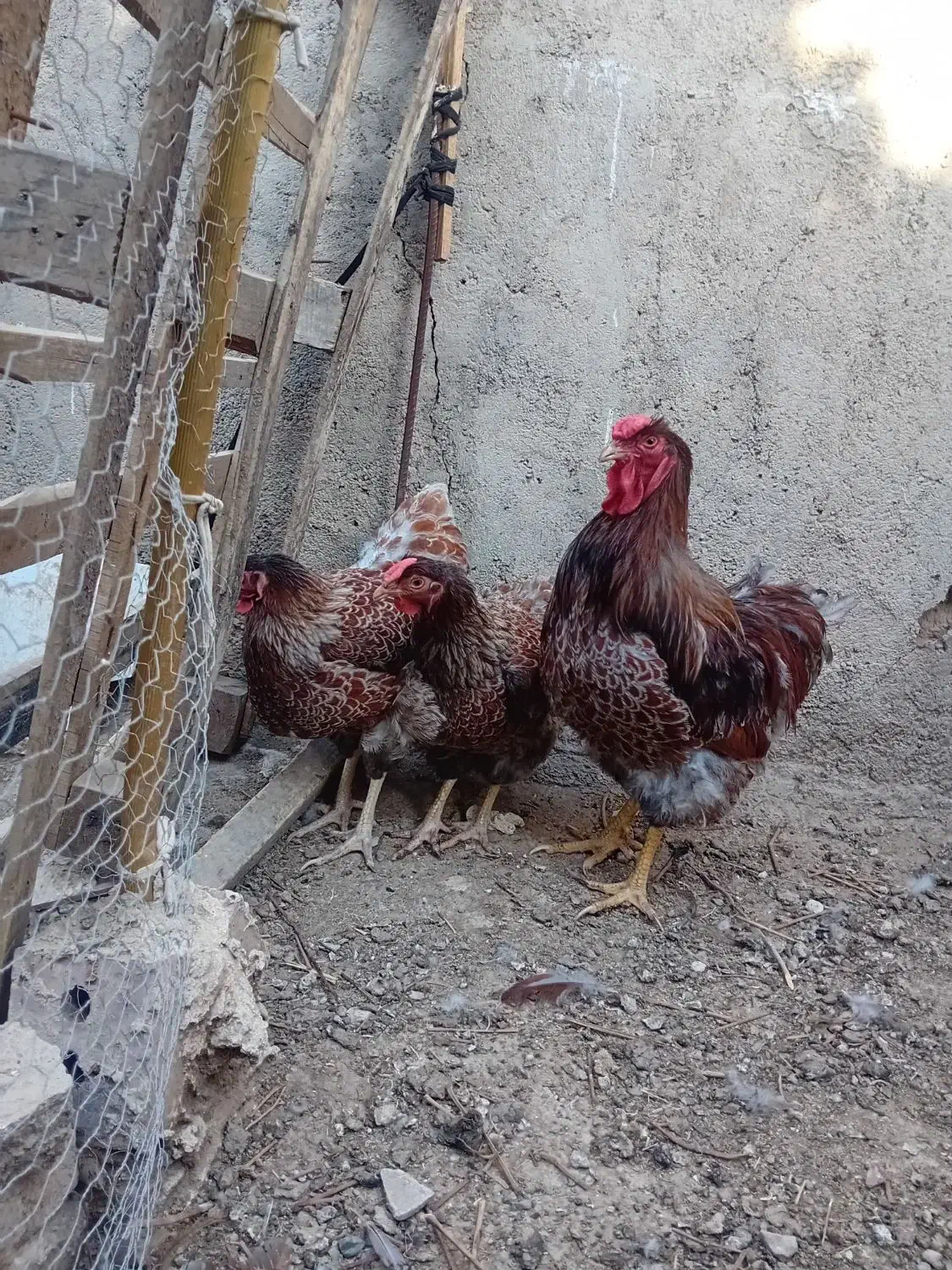 ویاندوت،استرالوپ،بارنولدر،وارداتی|حیوانات مزرعه|مرند, |دیوار