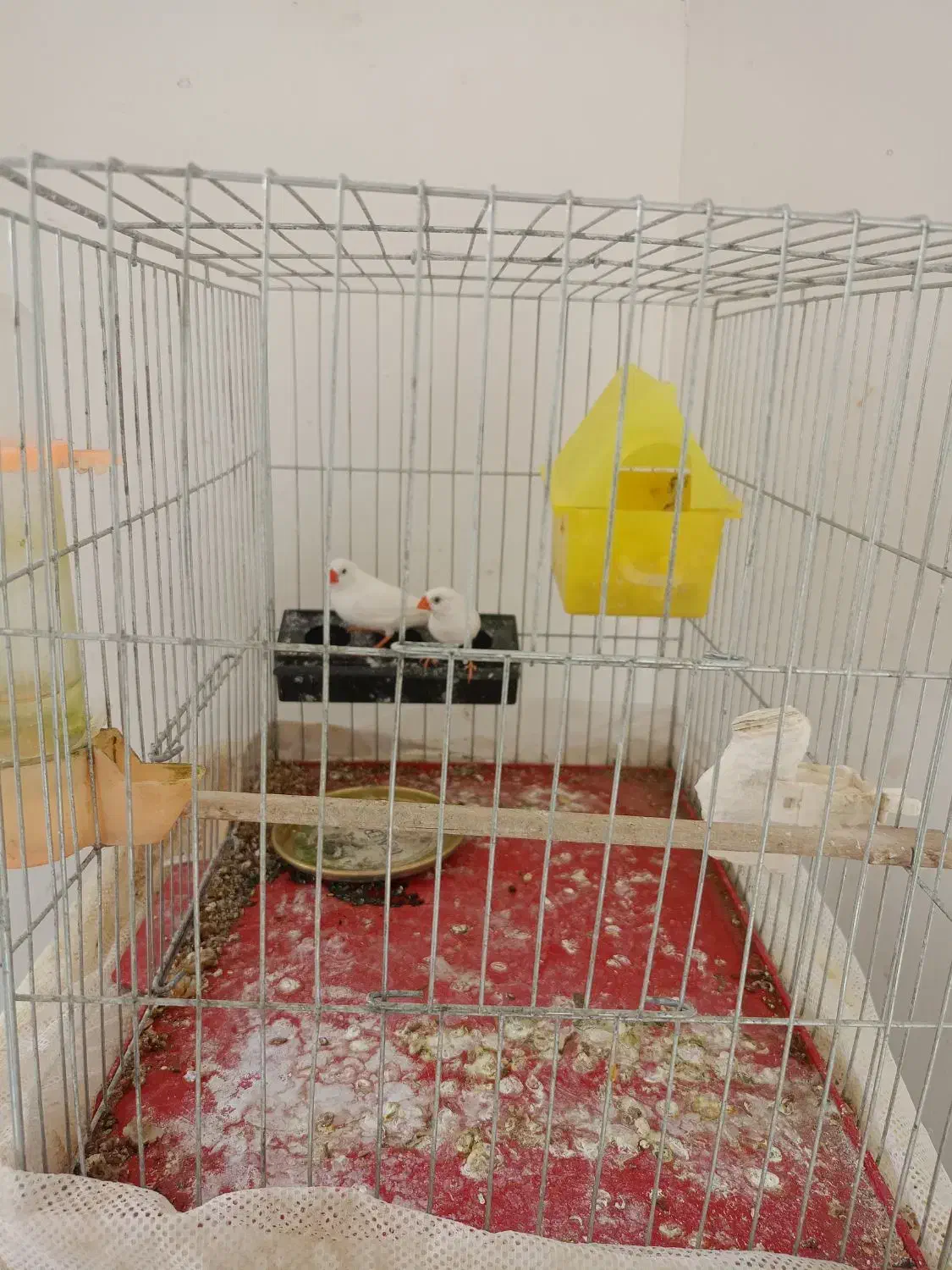 فنچ،80تومن|پرنده|کرج, اصفهانیها|دیوار