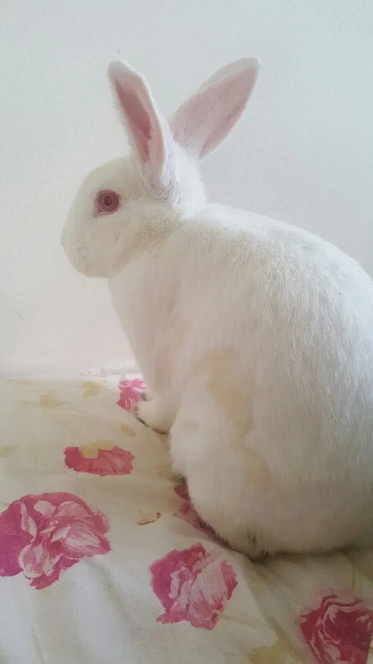 خرگوش سفید|موش و خرگوش|تهران, میرداماد|دیوار