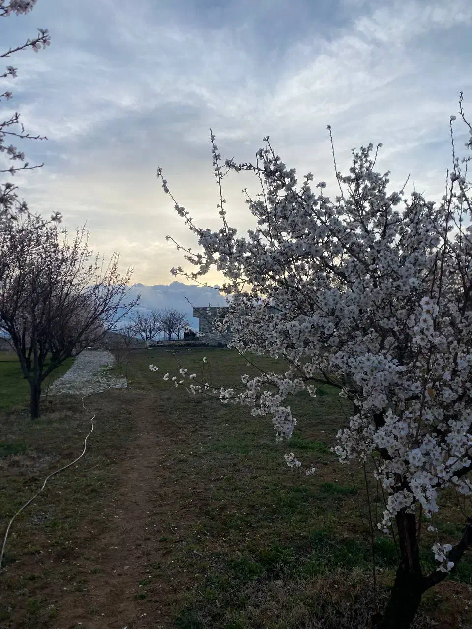 فروش باغ|فروش زمین و ملک کلنگی|موچش, |دیوار