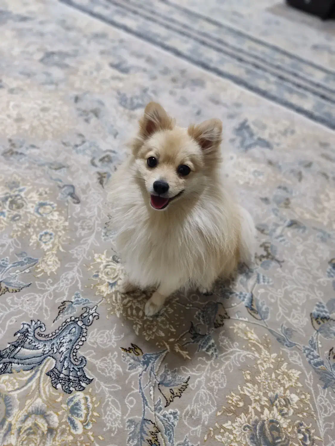 به خاطر کارم نمیتوانم نگهش دارم|سگ|مبارکه, |دیوار