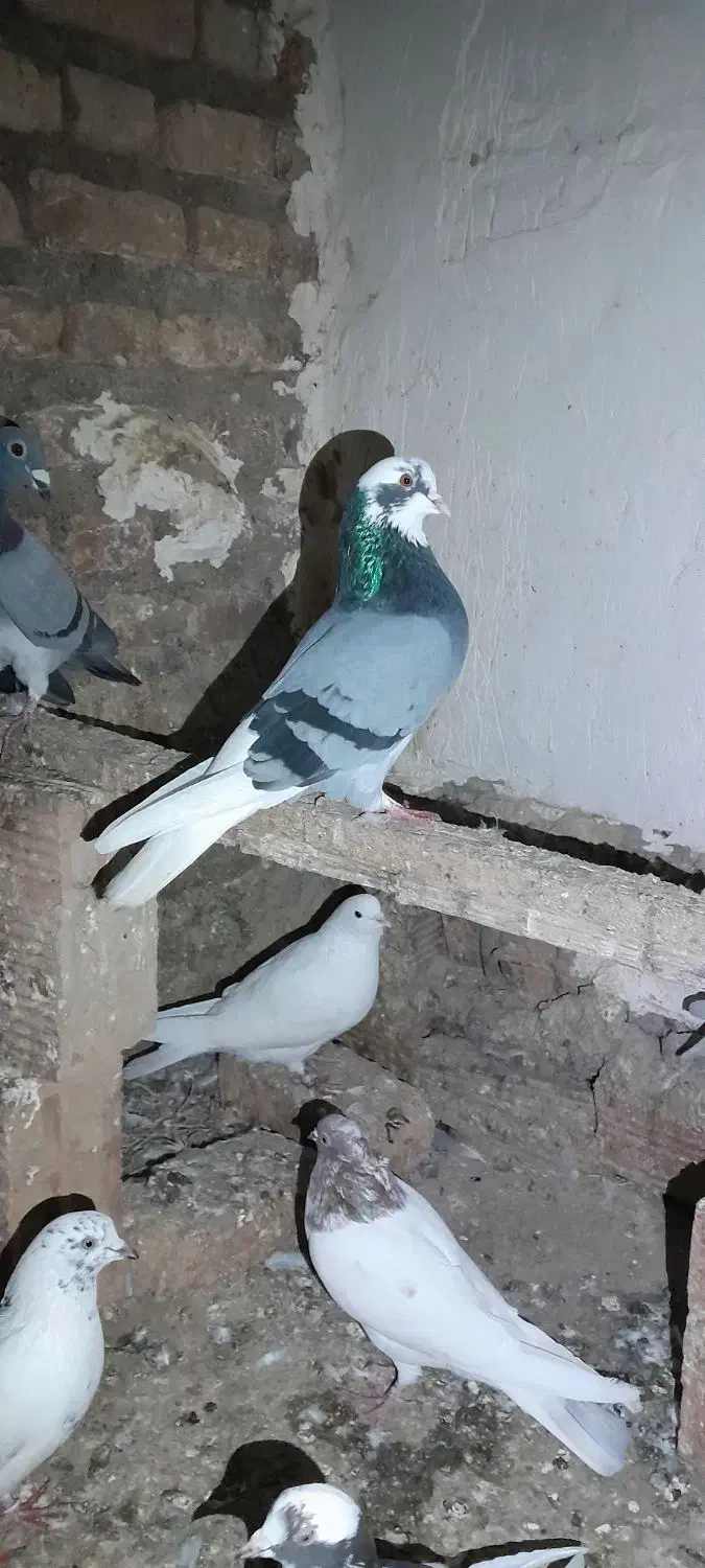 کبوتر|پرنده|گمیشان, |دیوار