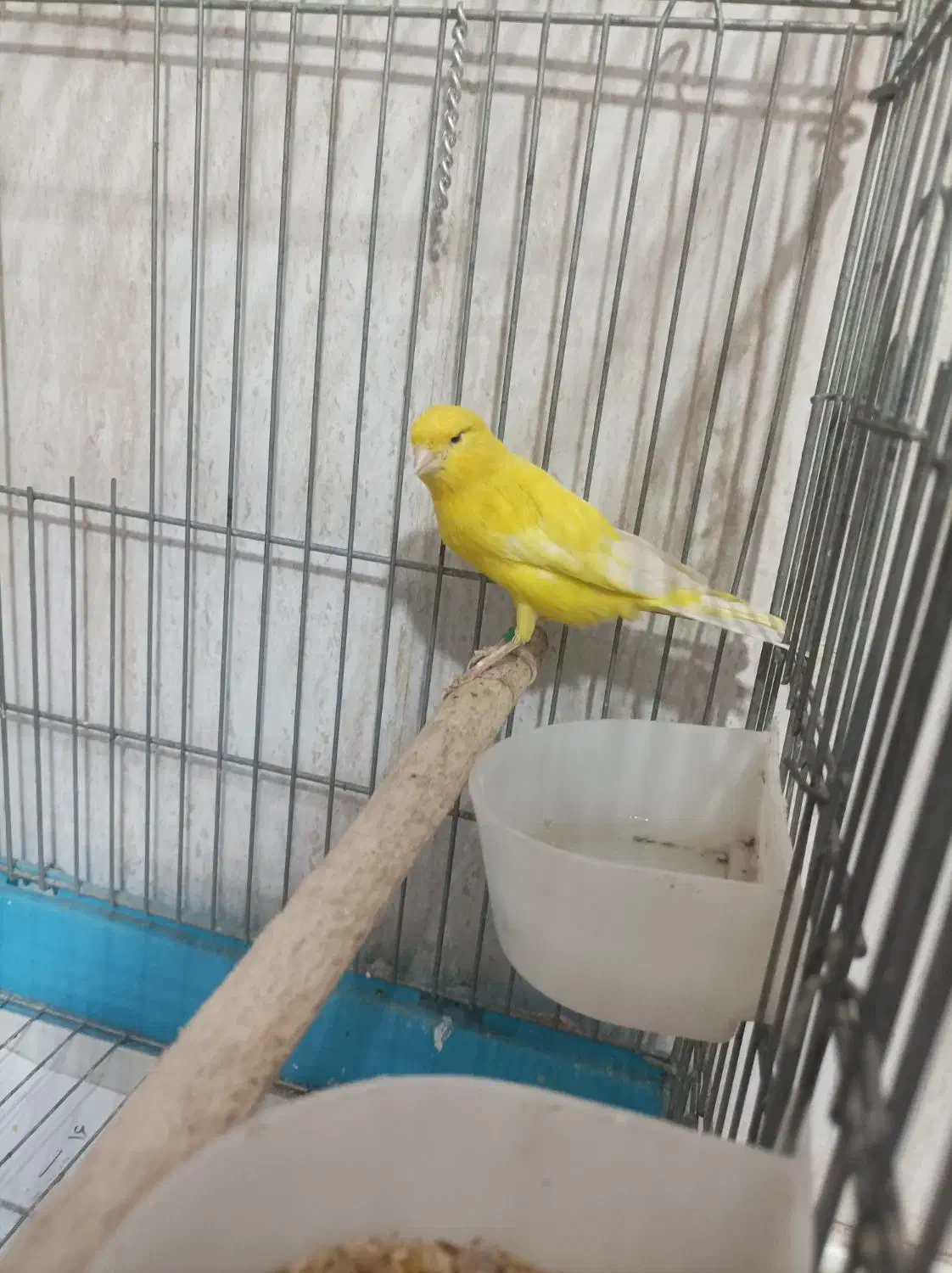 قناری|پرنده|رباط‌کریم, نصیرشهر|دیوار