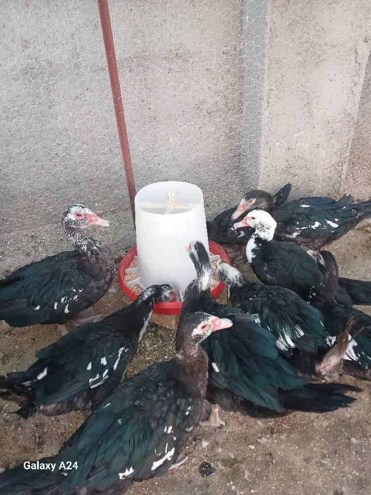 اردک اسرائیلی|حیوانات مزرعه|بسطام, |دیوار