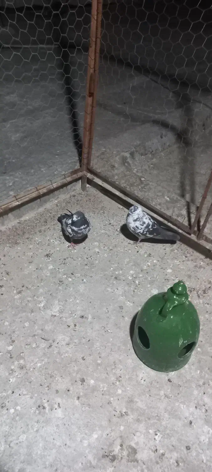 حیوان|پرنده|گمیشان, |دیوار