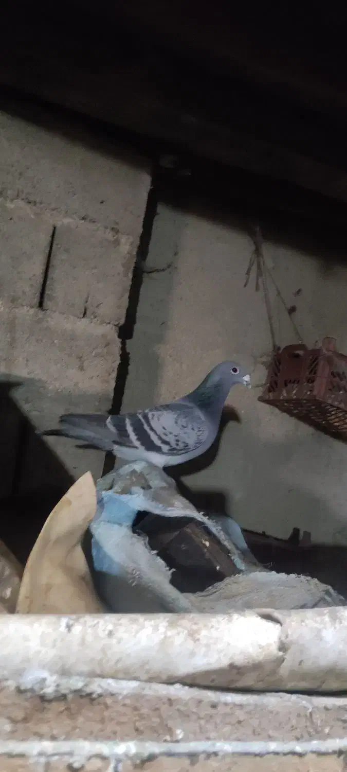 نر دوبر|پرنده|نمین, |دیوار