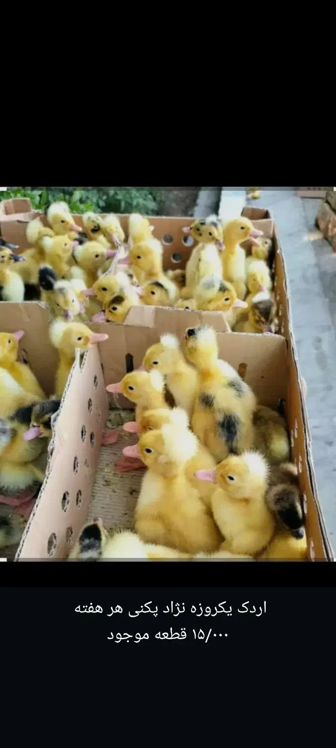 جوجه مرغ یکروزه گلپایگان. جوجه یک روزه محلی خالص|حیوانات مزرعه|شیراز, ارم|دیوار