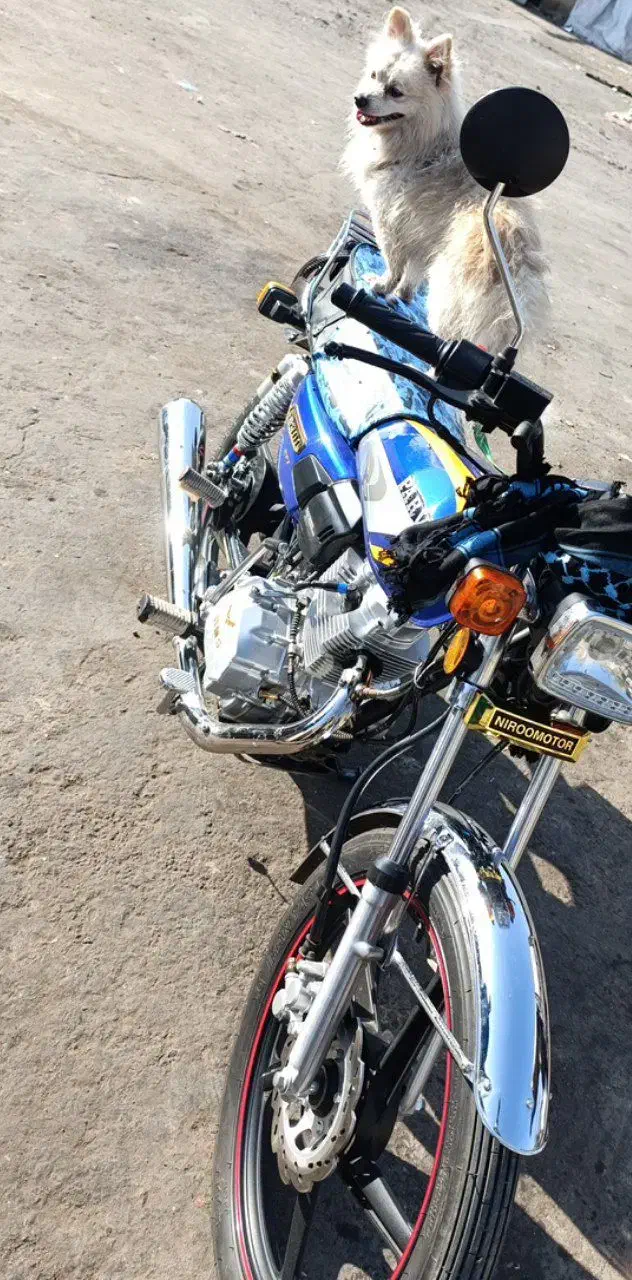 پرواز200|موتورسیکلت|محمدیه-قزوین, |دیوار