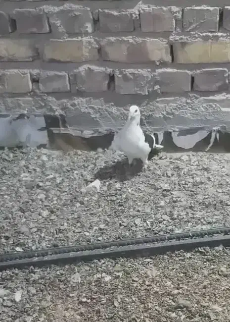 گمشده|حیوانات|زابل, |دیوار