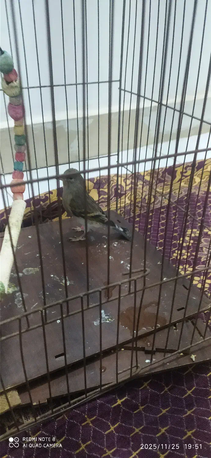 قناری. سهره. سهره قناری|پرنده|سبزوار, قصبه غربی|دیوار