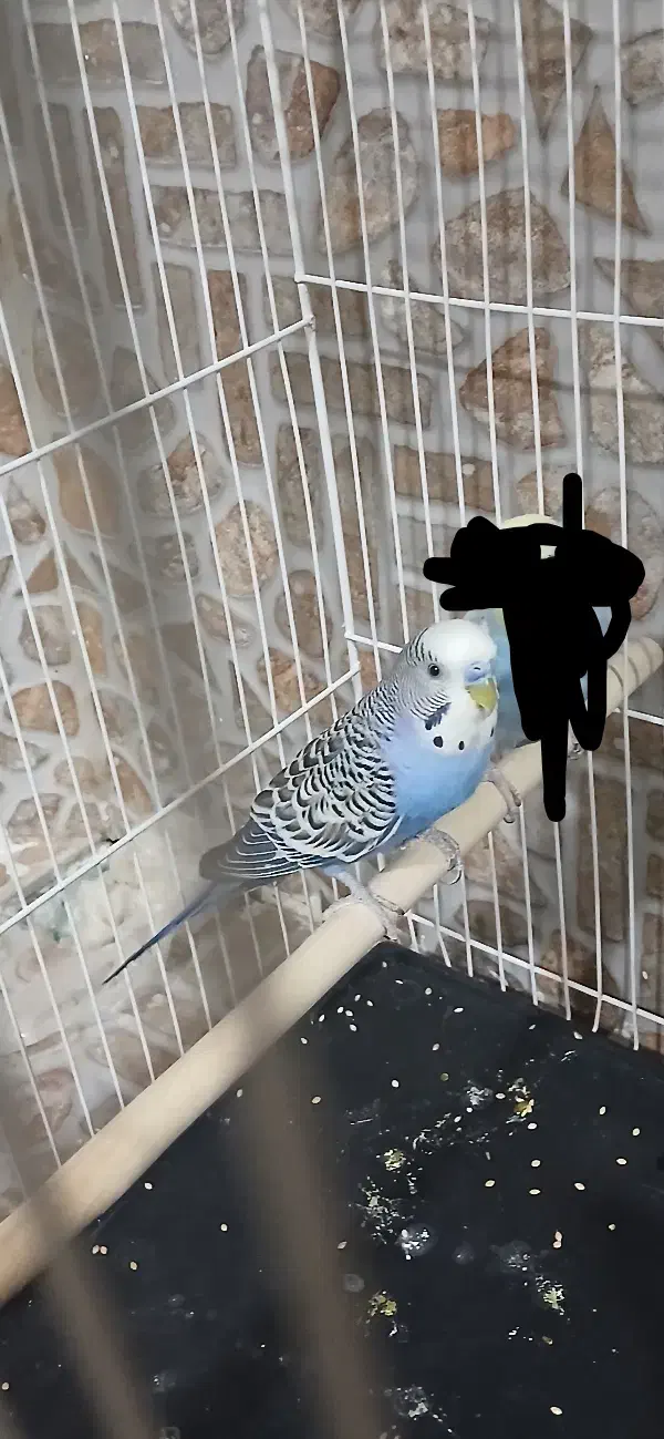 مرغ عشق|پرنده|سرایان, |دیوار