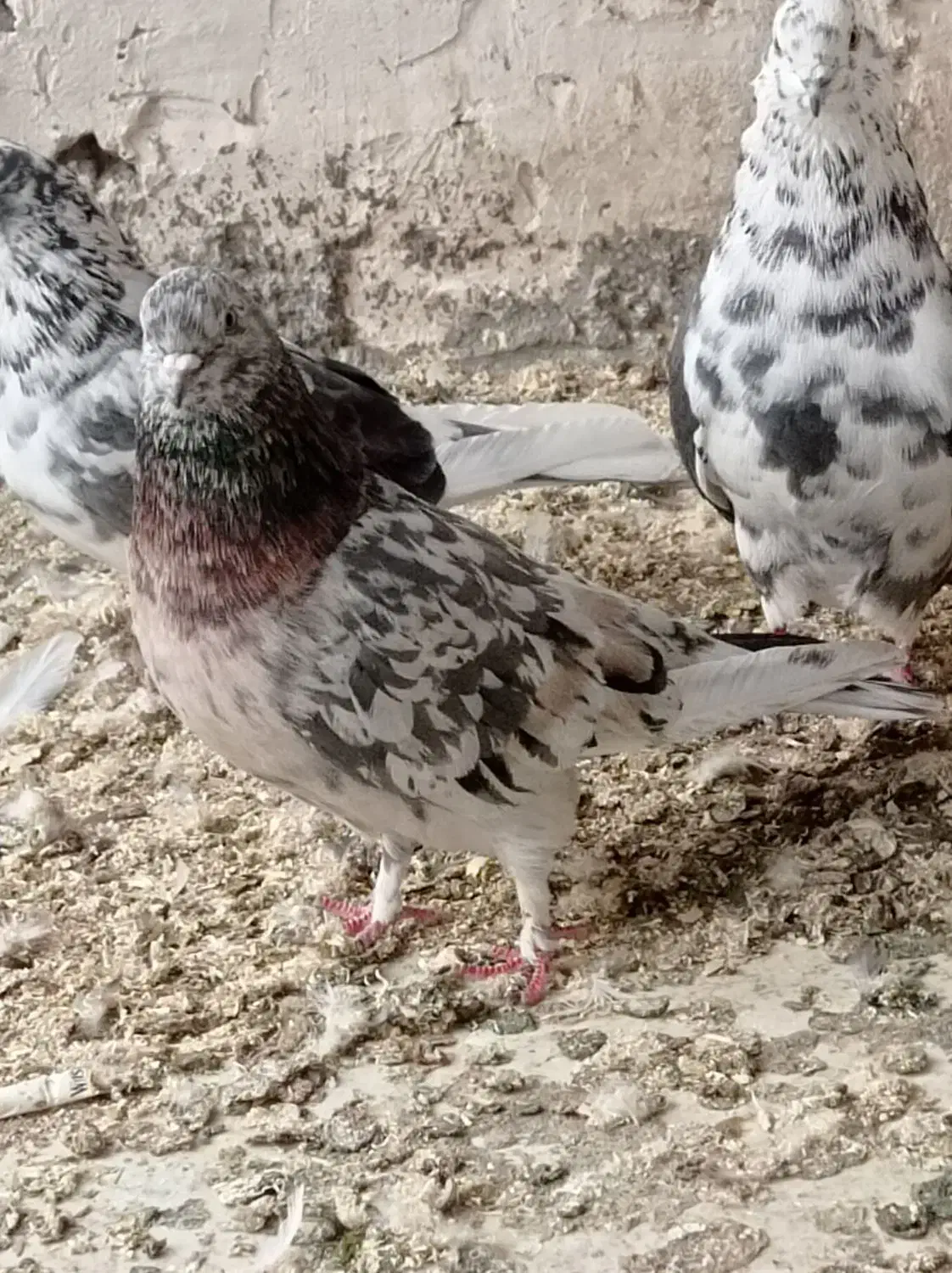 کورچین|پرنده|خرمدره, |دیوار