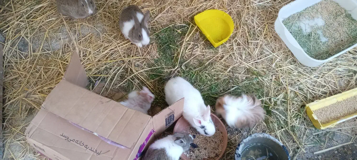 خرگوش|موش و خرگوش|آستارا, |دیوار