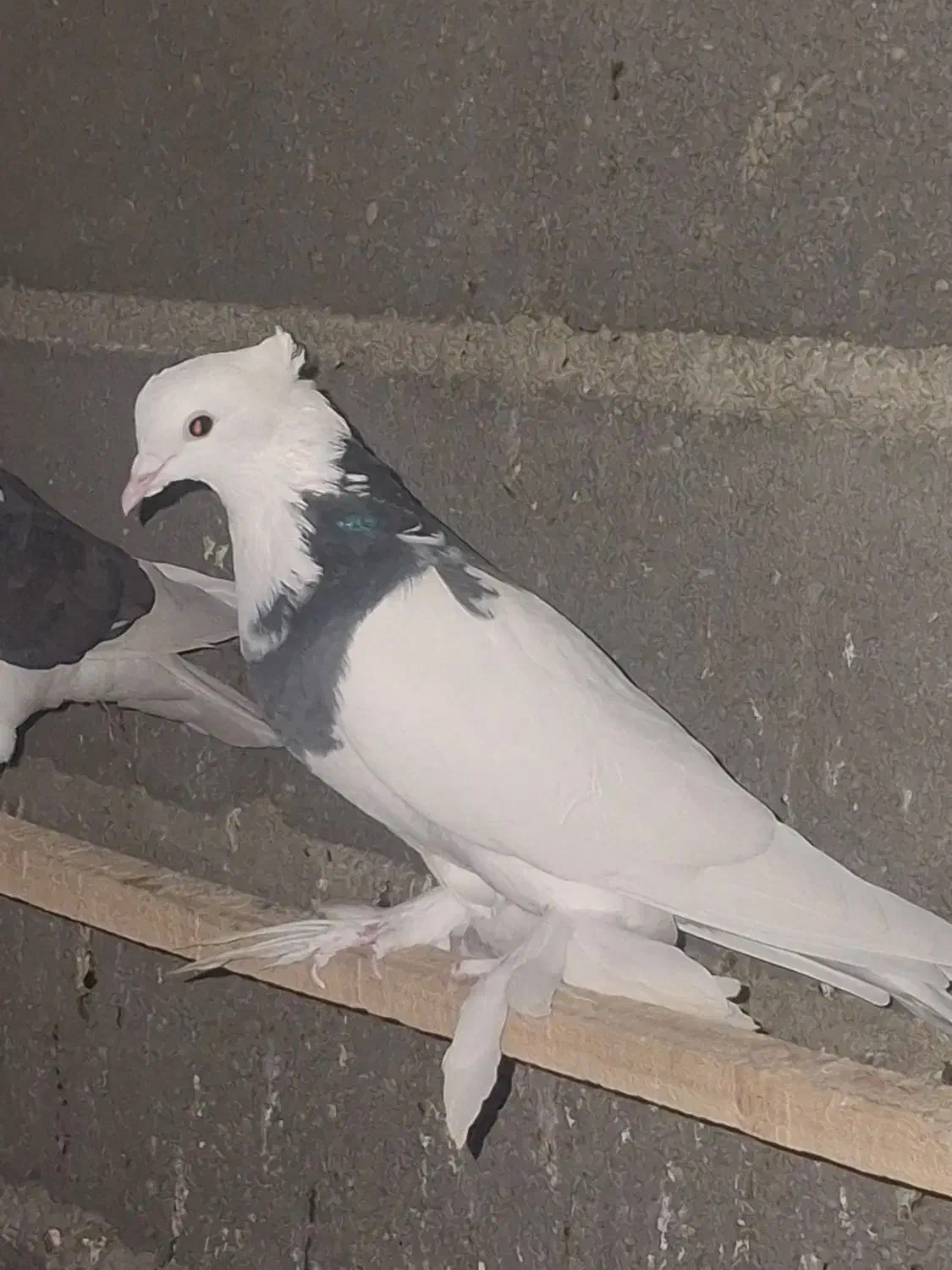 کبوتر|پرنده|محمدشهر, محمدشهر|دیوار