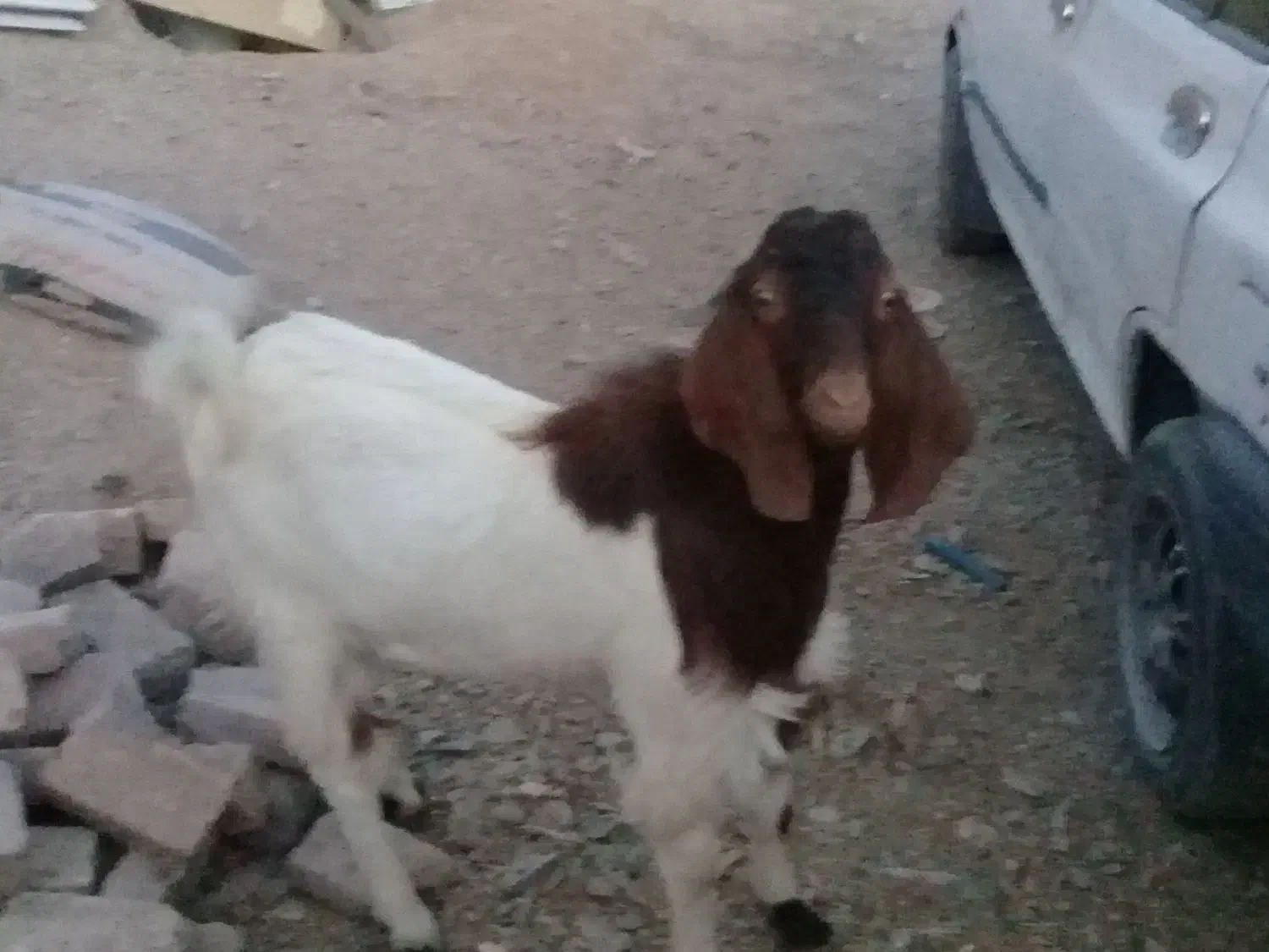 گوسفند|حیوانات مزرعه|بیرجند, |دیوار