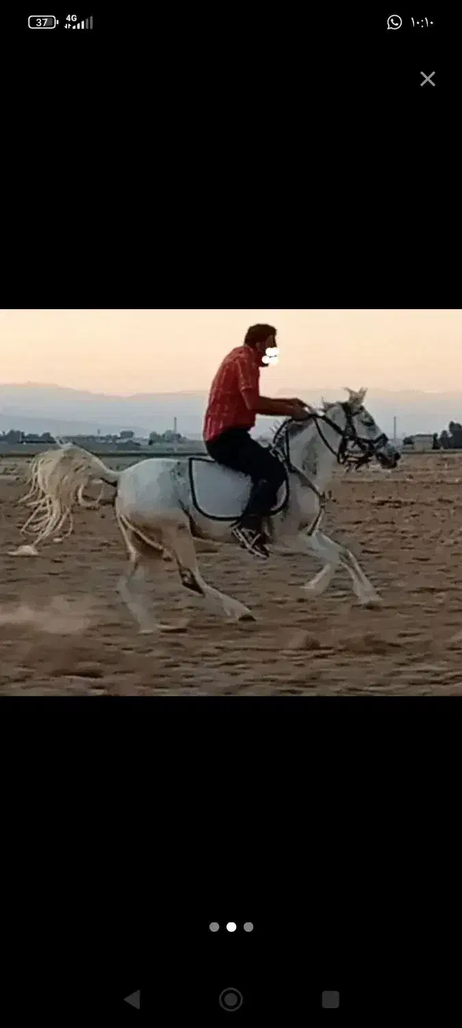 فروش اسب|اسب و تجهیزات اسب‌سواری|فسا, |دیوار