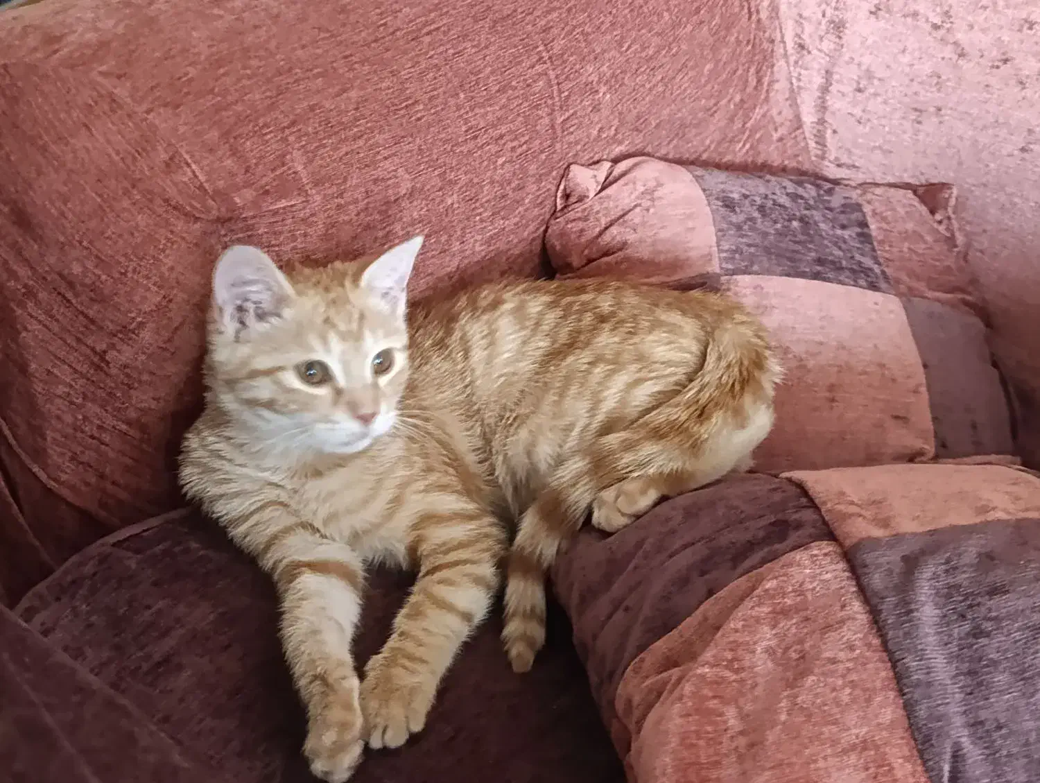 بچه گربه نارنجی 3 ماهه|گربه|شیراز, صنایع الکترونیک|دیوار