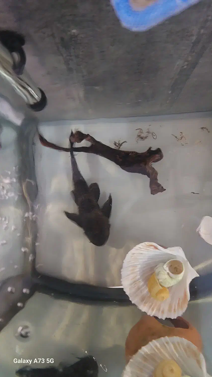 لجن خوار سایز بزرگ|ماهی|سنندج, |دیوار