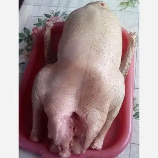 غاز محلی|حیوانات مزرعه|آستارا, |دیوار