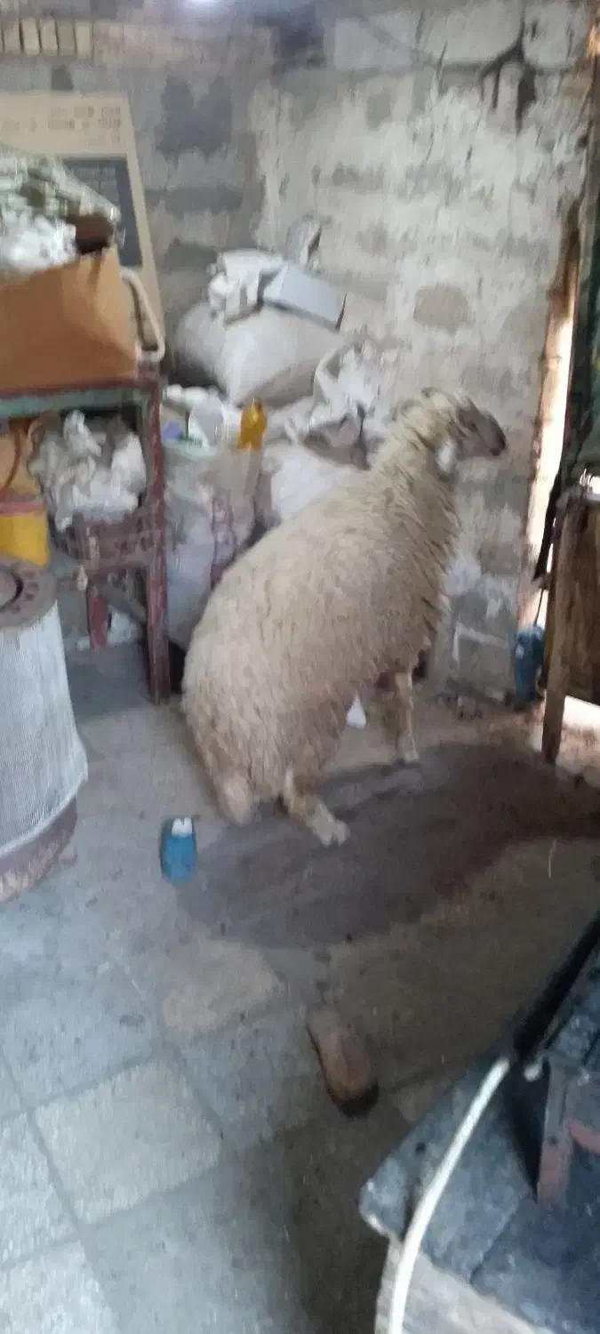 بره پر گوشت وسالم مخصوص نذری|حیوانات مزرعه|باوی, |دیوار