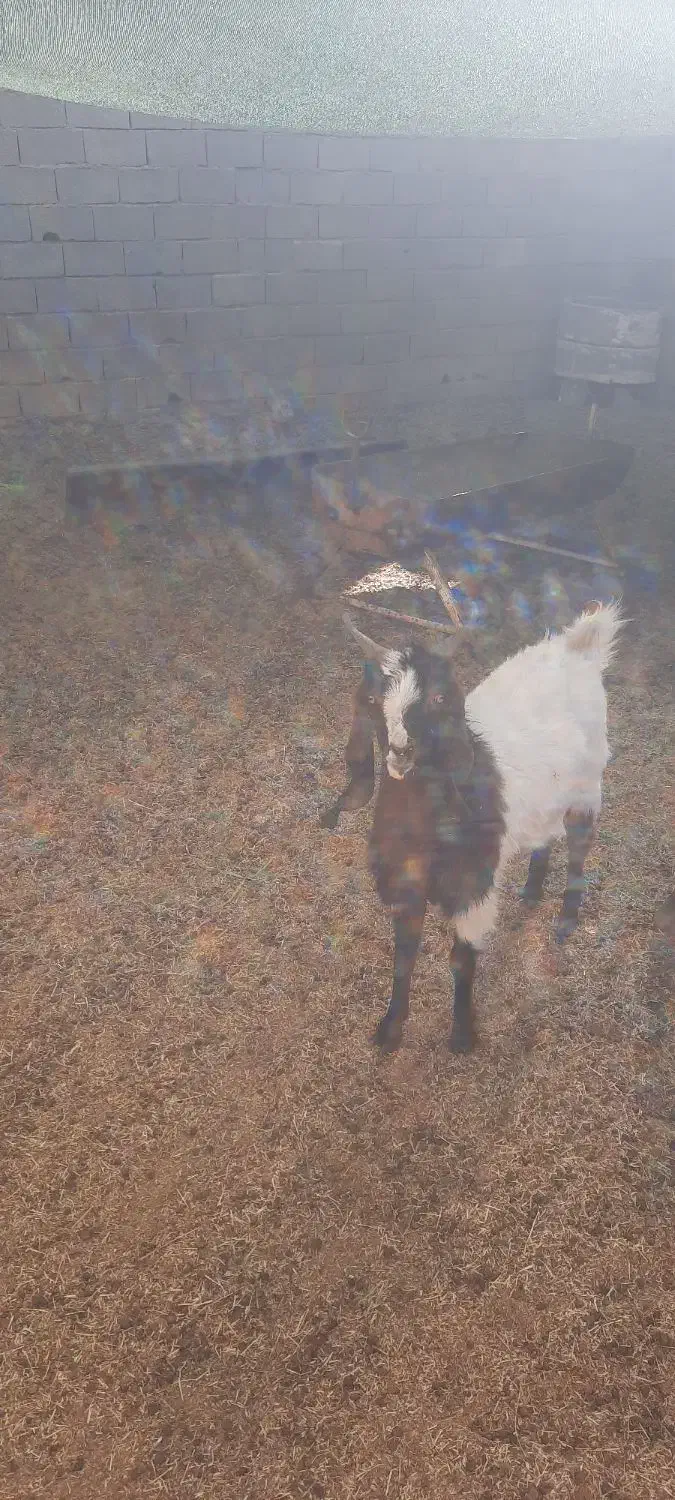 بز ماده|حیوانات مزرعه|خمینی‌شهر, |دیوار